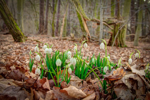 Schneeglöckchen im Templiner Wald