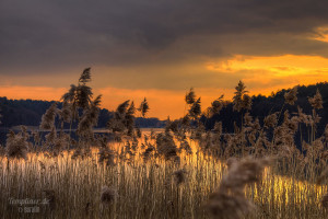 Schilf in der Abendstimmung am Templiner See