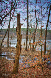 Toter Baum am Templiner See