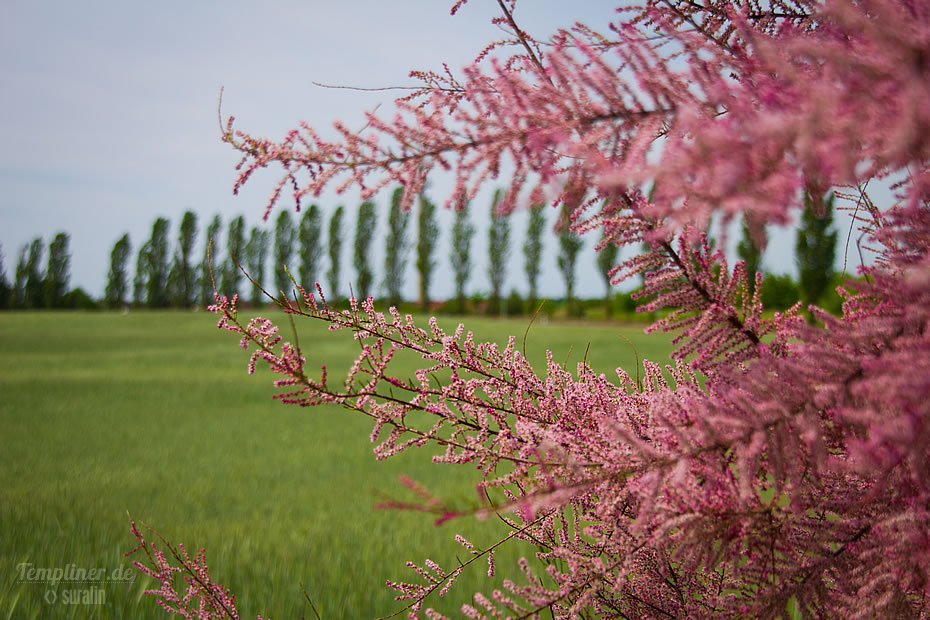 Kurmeile - Frühlingstamariske (tamarix parviflora)