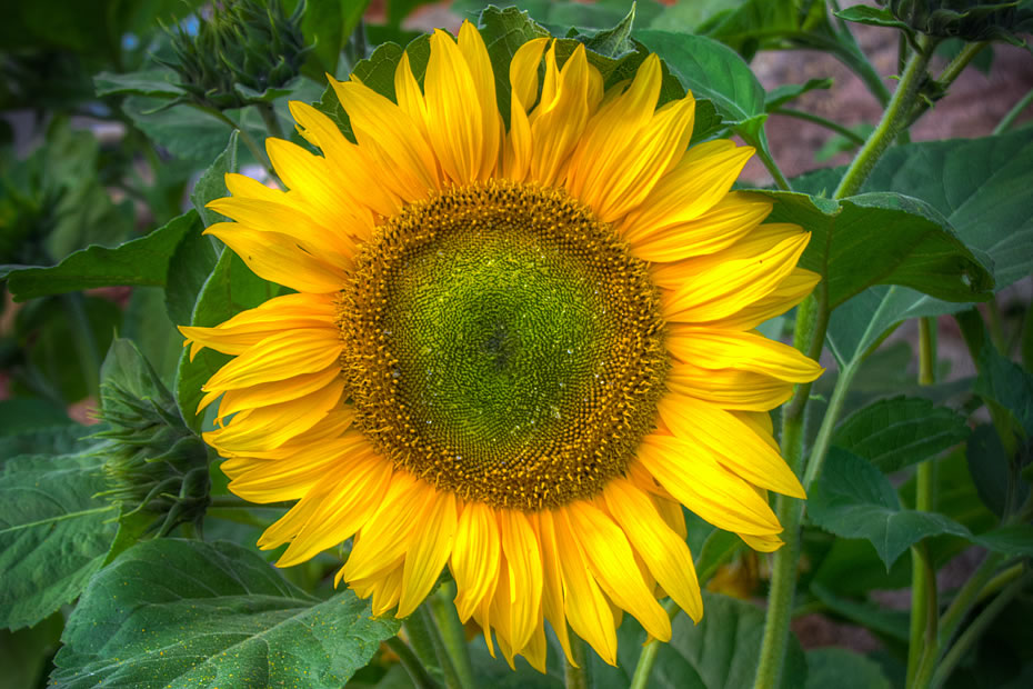 Sonnenblume an der Stadtmauer