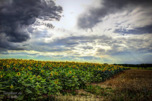 Sonnenblumenfeld am Neuplachter Weg in Templin