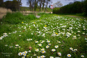 Gänseblümchen am Templiner Kanal