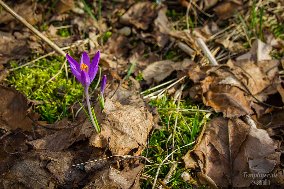 Krokus am Templiner Kanal