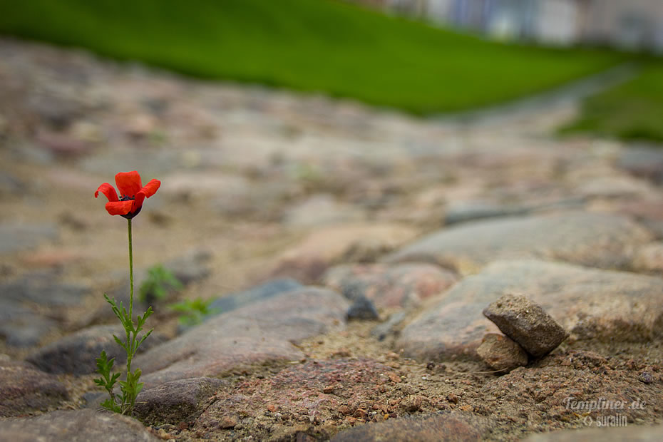 Kleine Mohnblume zwischen dem historischen Pflaster auf dem Kirchvorplatz