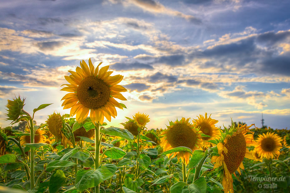Sonnenblume im Sonnenblumenfeld an der Kurmeile