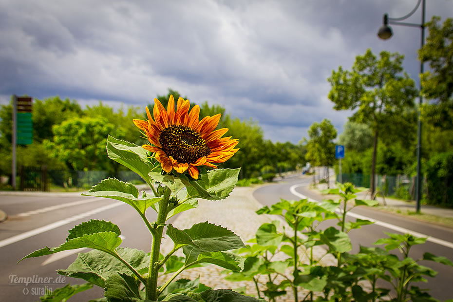 Sonnenblume auf der Prokopiusstraße