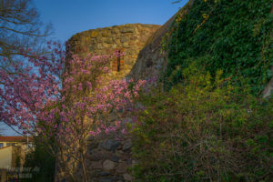 Blutpflaumen-Blüte an der Templiner Stadtmauer