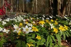 Anemonen in der Templiner Buchheide