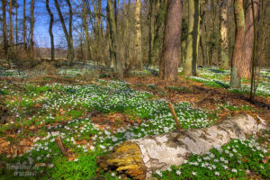 Waldboden mit Anemonen in der Templiner Buchheide