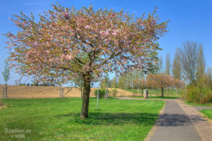 Kirschbäume in der Blüte an der Kurmeile