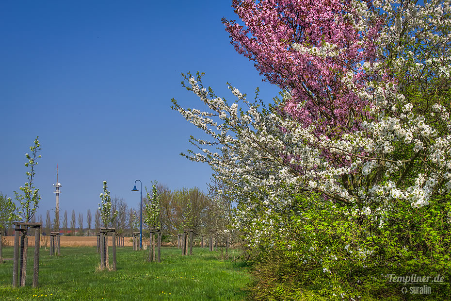 Kirschbaum mit zwei Farben an der Kurmeile