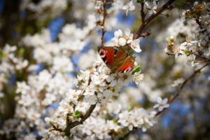 Tagpfauenauge auf der Kirschblüte