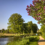 Flieder am Kanal im Mai