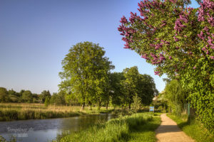 Flieder am Templiner Kanal im Mai