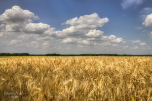 Kornfeld am Neuplachter Weg in Templin